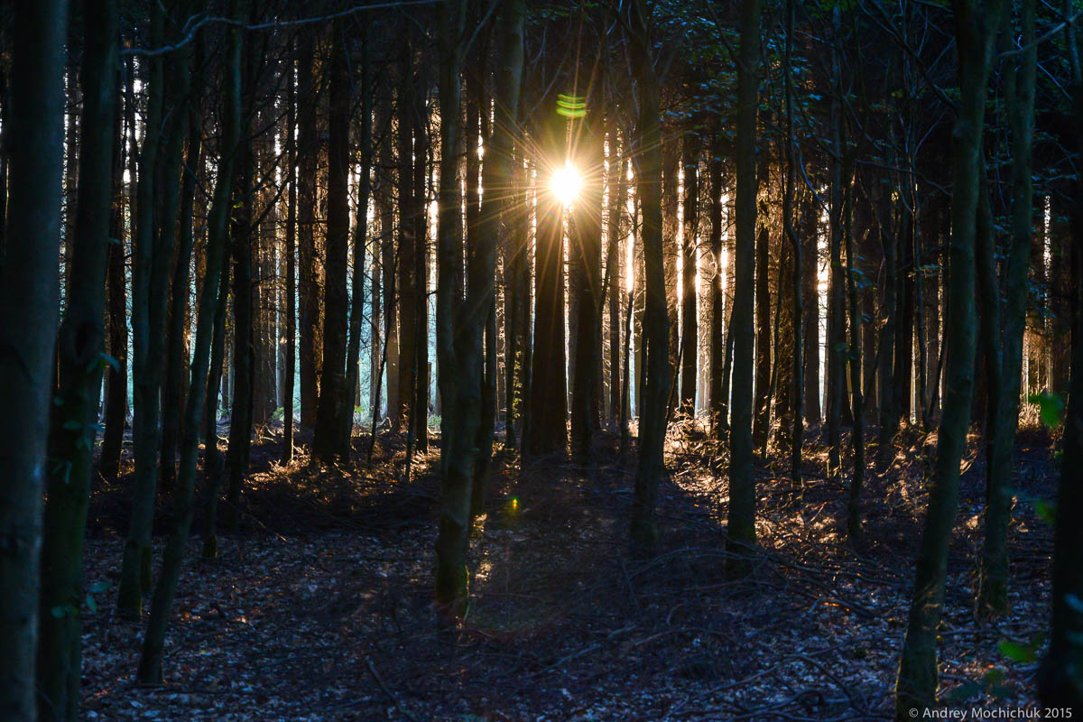 Последние лучи солнца перед закатом в лесу у Бастони