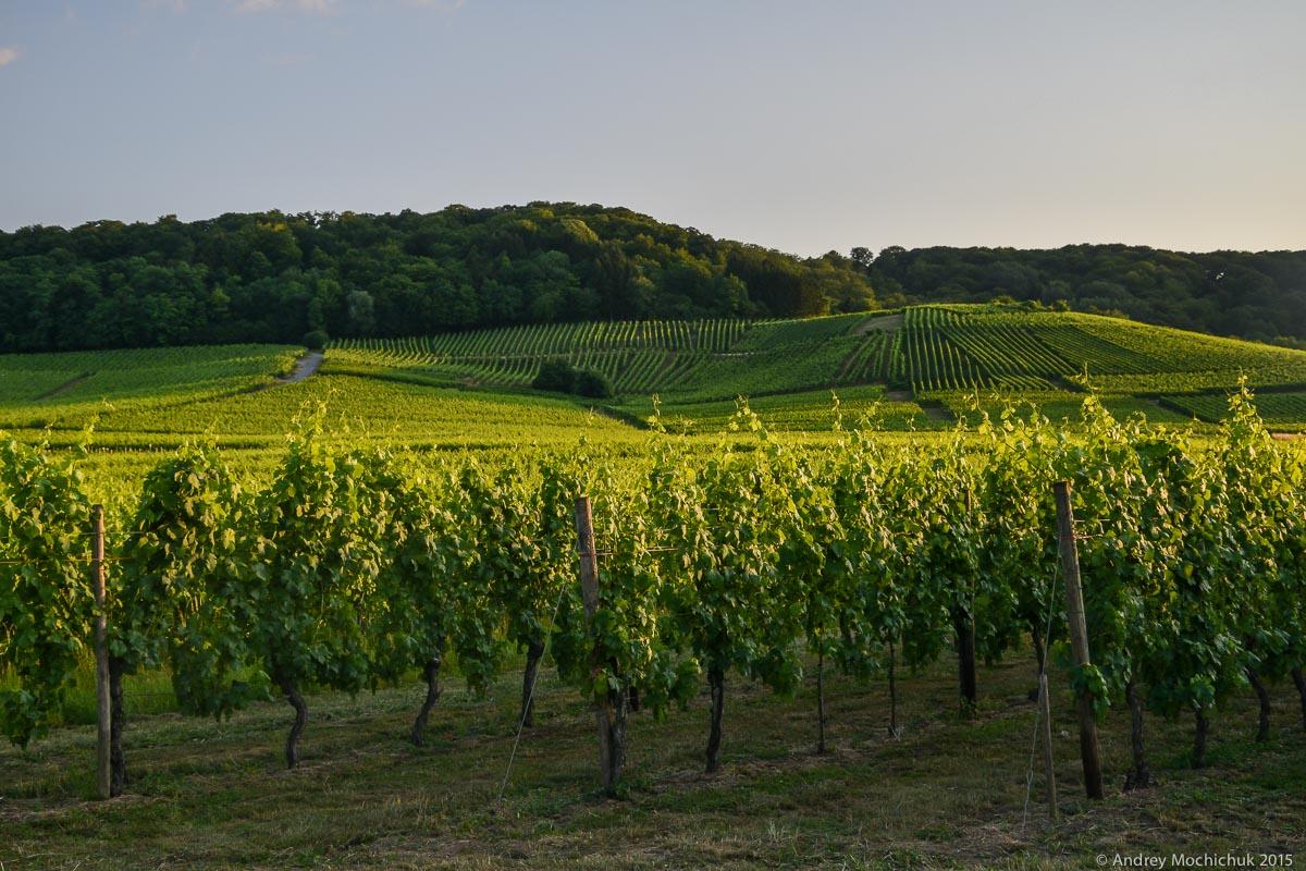 Огромные виноградники в Люксембурге