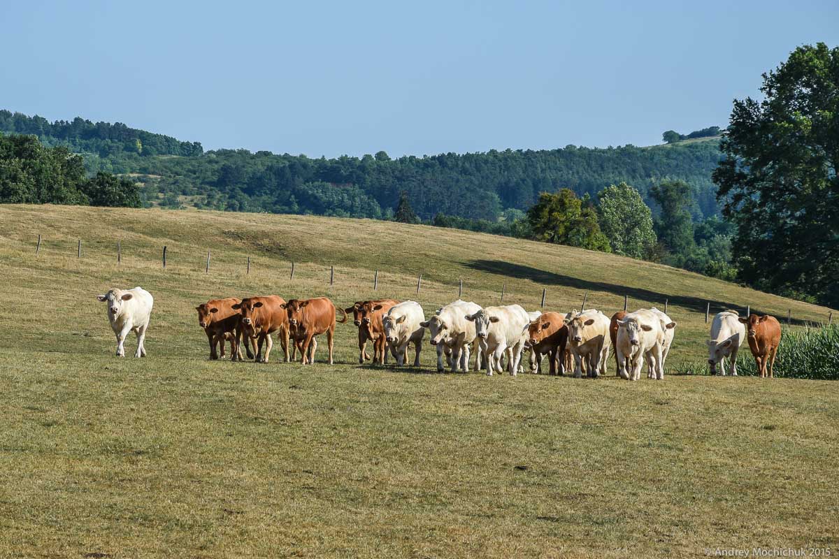 Стадо коров на американской ферме во Франции