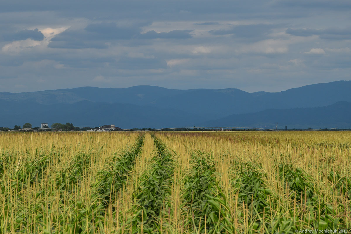Кукуружное поле на фоне гор.