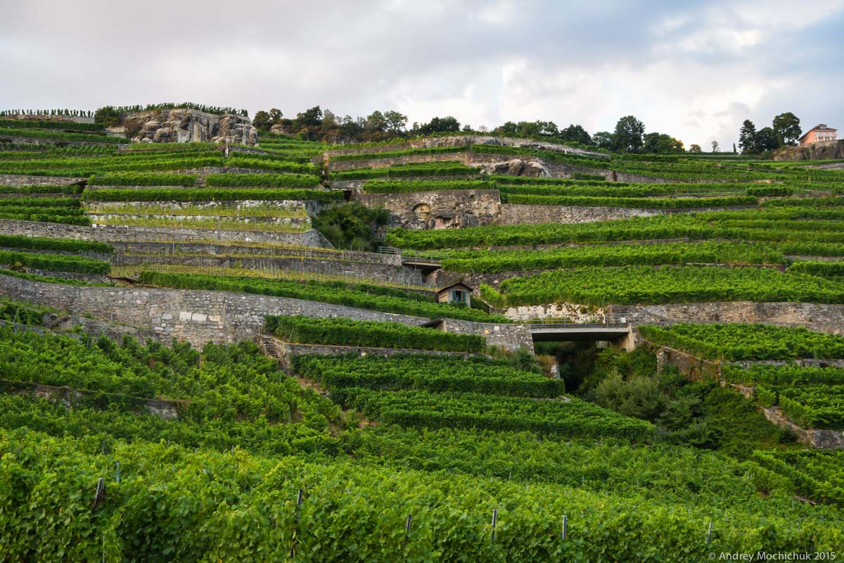Виноградники на склонах вдоль Женевского озера