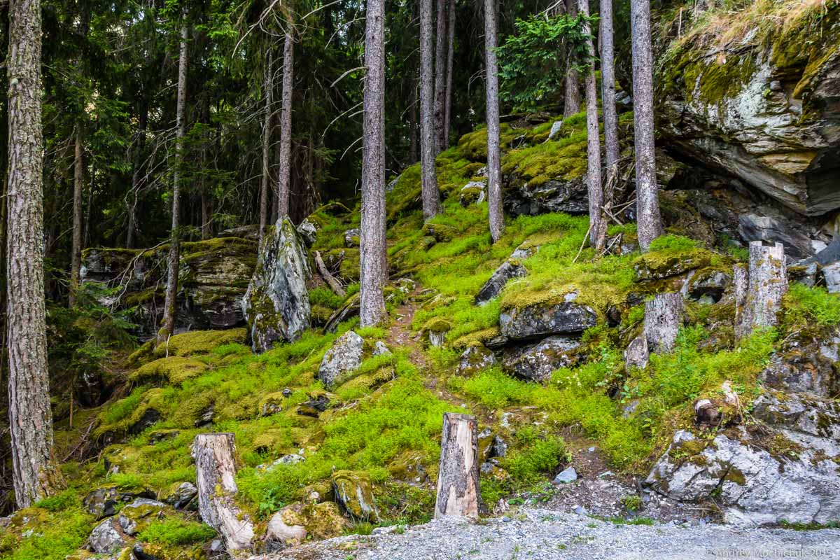 Старый лес, поросший мхом в швейцарских Альпах.