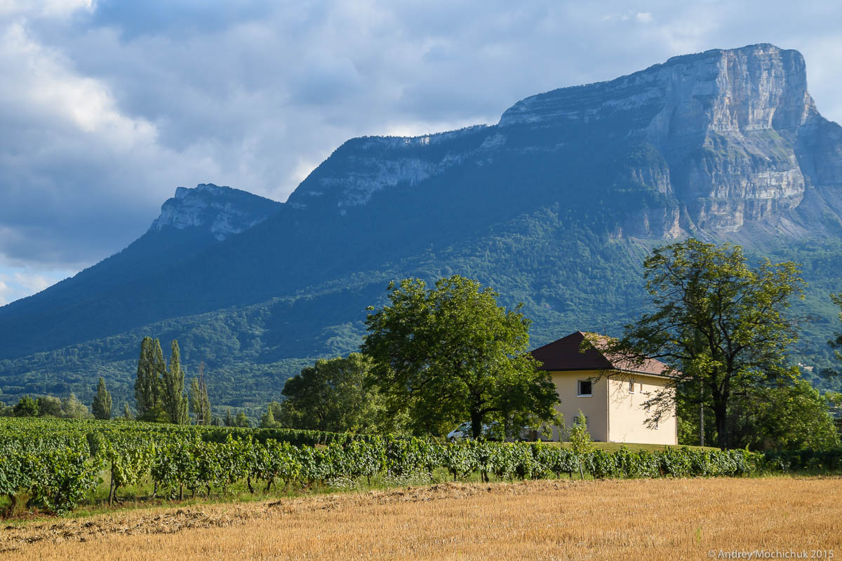 Виногданики в винодельческом регионе Савойя во Франции